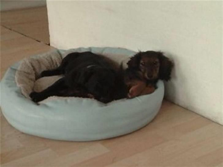 Blanding af racer Alf  - Alf og hans barndoms kammelegerat, Dværg-gravhunden Zille billede 11