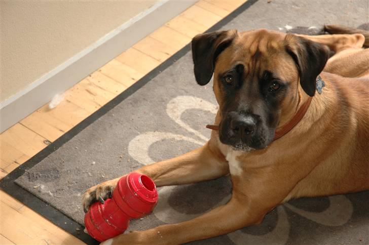 Blanding af racer Akila - En Kong med leverposteg er bare det bedste i hele verden! billede 9