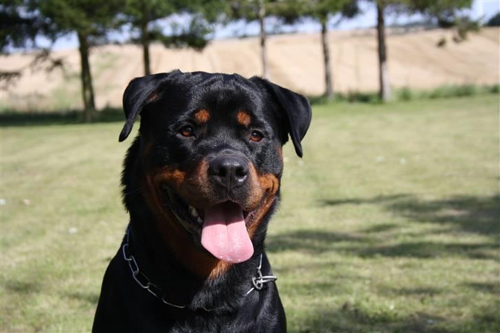 Rottweiler Haiki´s Aica - Aica, 17 mdr: billede 16