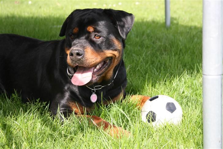 Rottweiler Haiki´s Aica - Aica, 2 år: Forår 2011 billede 4