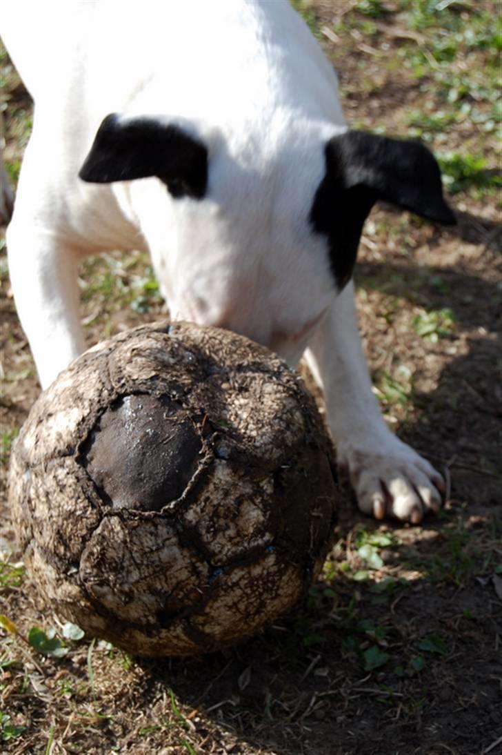 Bullterrier Steadfast Oscar R*I*P billede 10