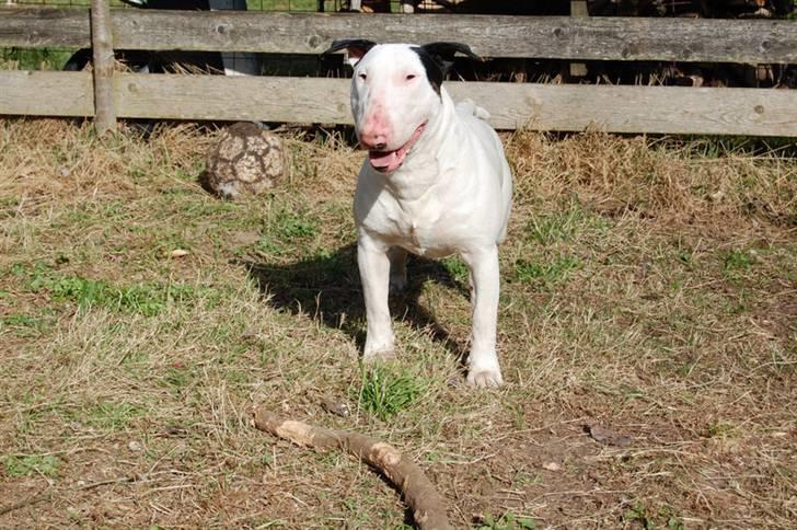 Bullterrier Steadfast Oscar R*I*P billede 11
