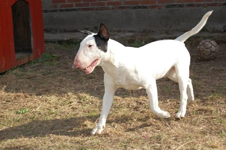 Bullterrier Steadfast Oscar R*I*P billede 12