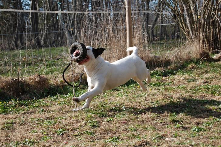 Bullterrier Steadfast Oscar R*I*P billede 13