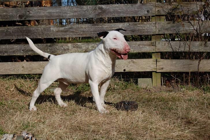 Bullterrier Steadfast Oscar R*I*P billede 14