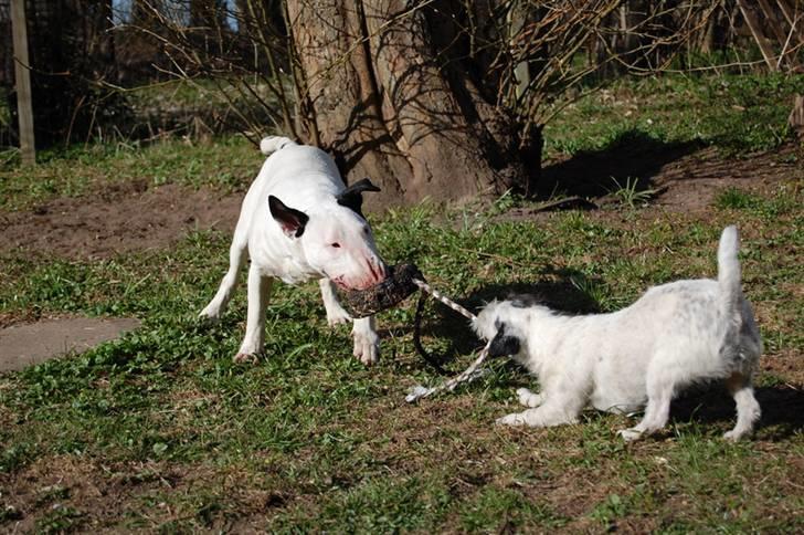 Bullterrier Steadfast Oscar R*I*P billede 15