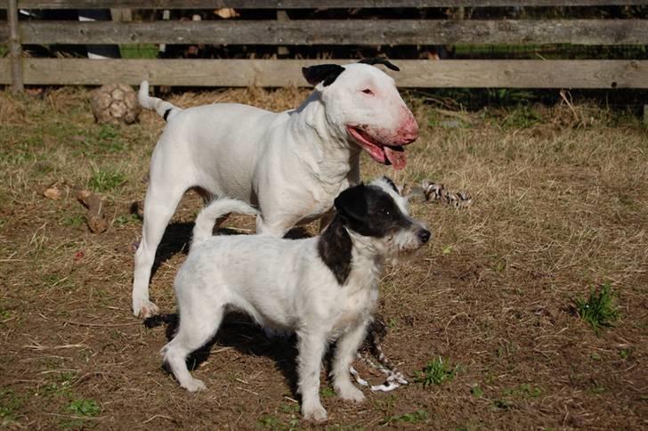 Bullterrier Steadfast Oscar R*I*P billede 16