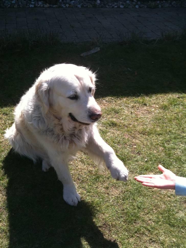 Golden retriever Simba billede 1