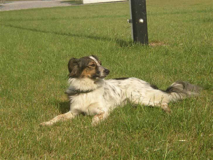 Blanding af racer Trylle<'33 billede 6