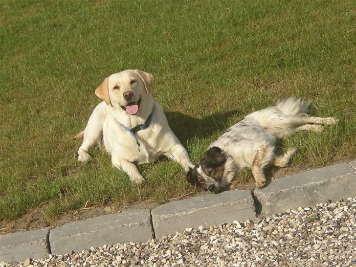 Blanding af racer Trylle<'33 billede 7