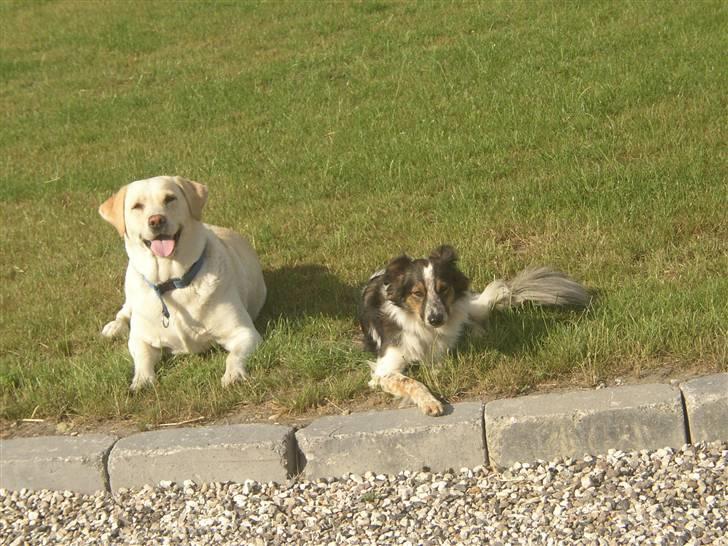 Blanding af racer Trylle<'33 billede 8