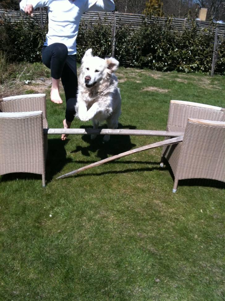 Golden retriever Simba billede 2