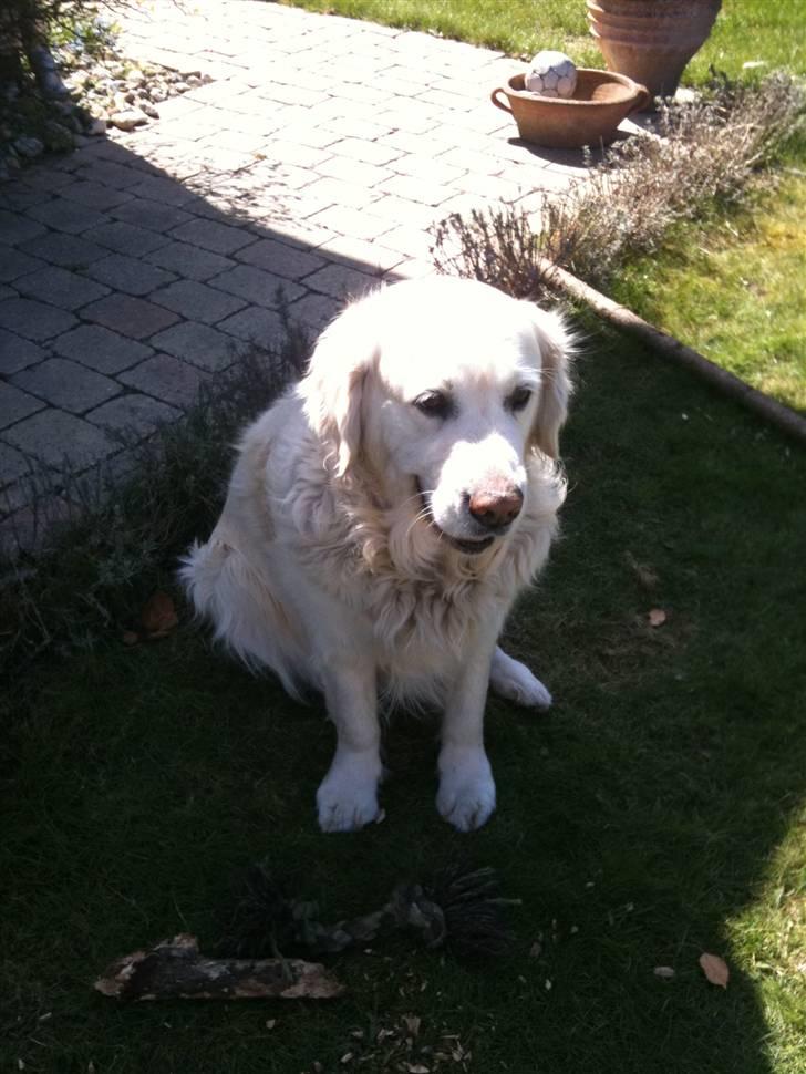 Golden retriever Simba billede 4