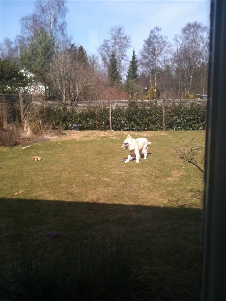 Golden retriever Simba billede 5