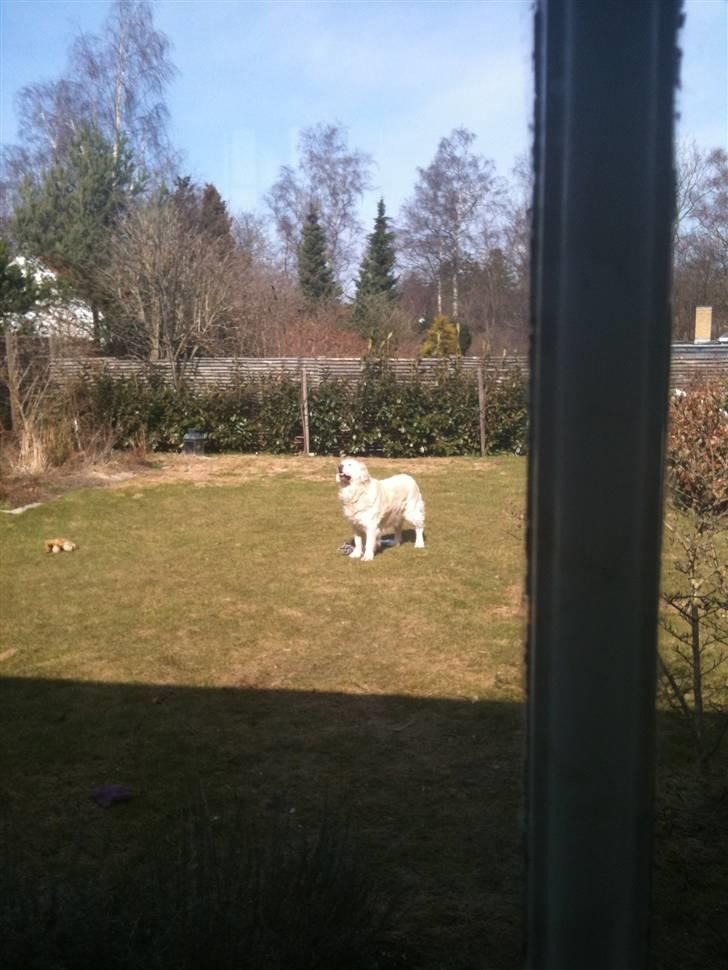 Golden retriever Simba billede 6