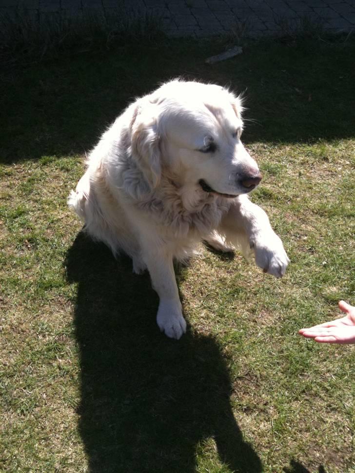 Golden retriever Simba billede 7