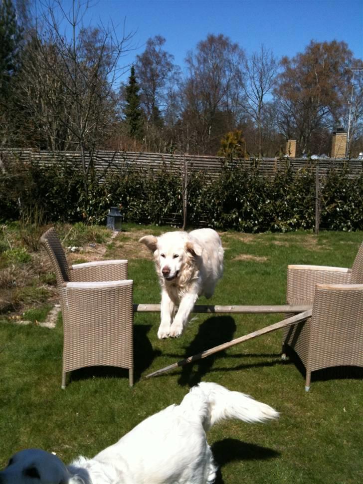 Golden retriever Simba billede 10