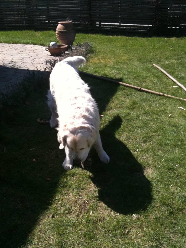 Golden retriever Simba billede 11