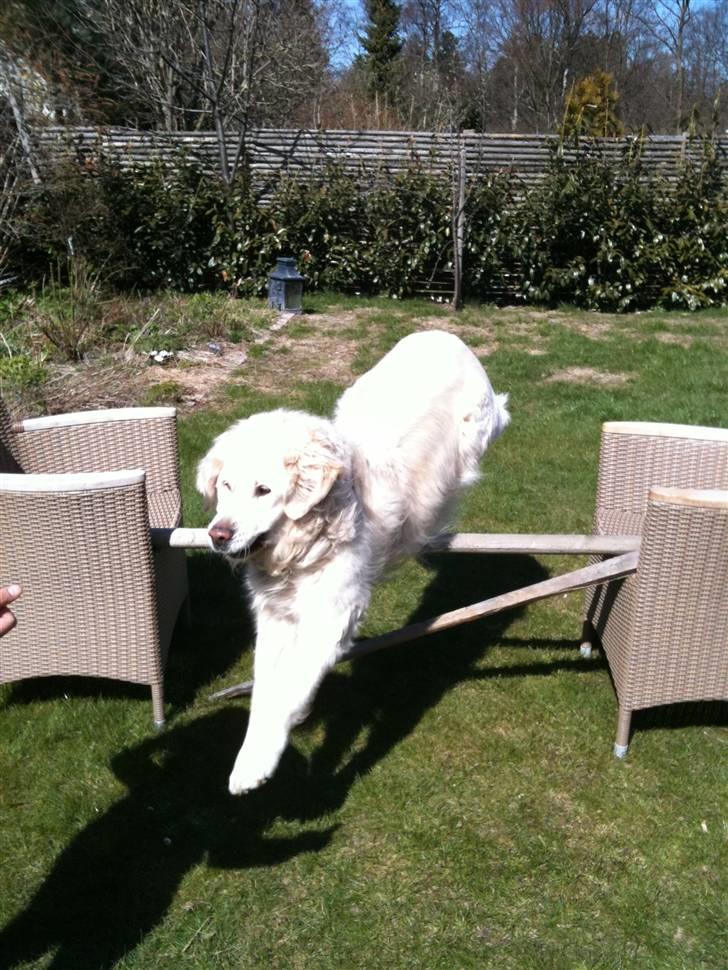 Golden retriever Simba billede 12