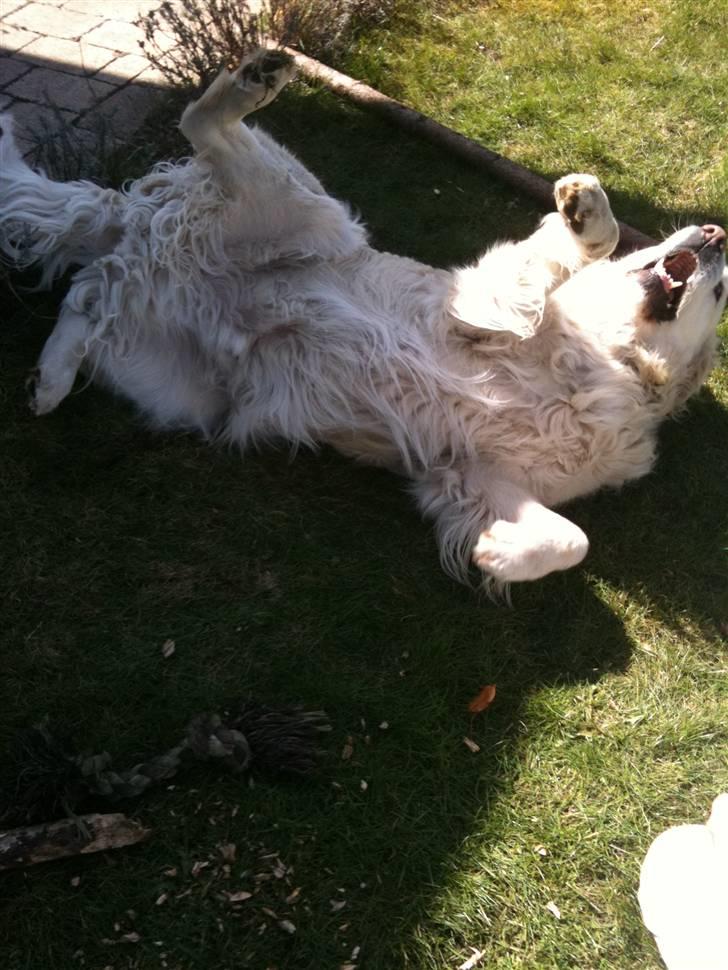 Golden retriever Simba billede 13