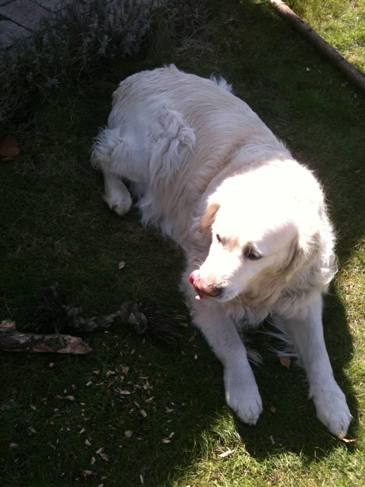 Golden retriever Simba billede 14