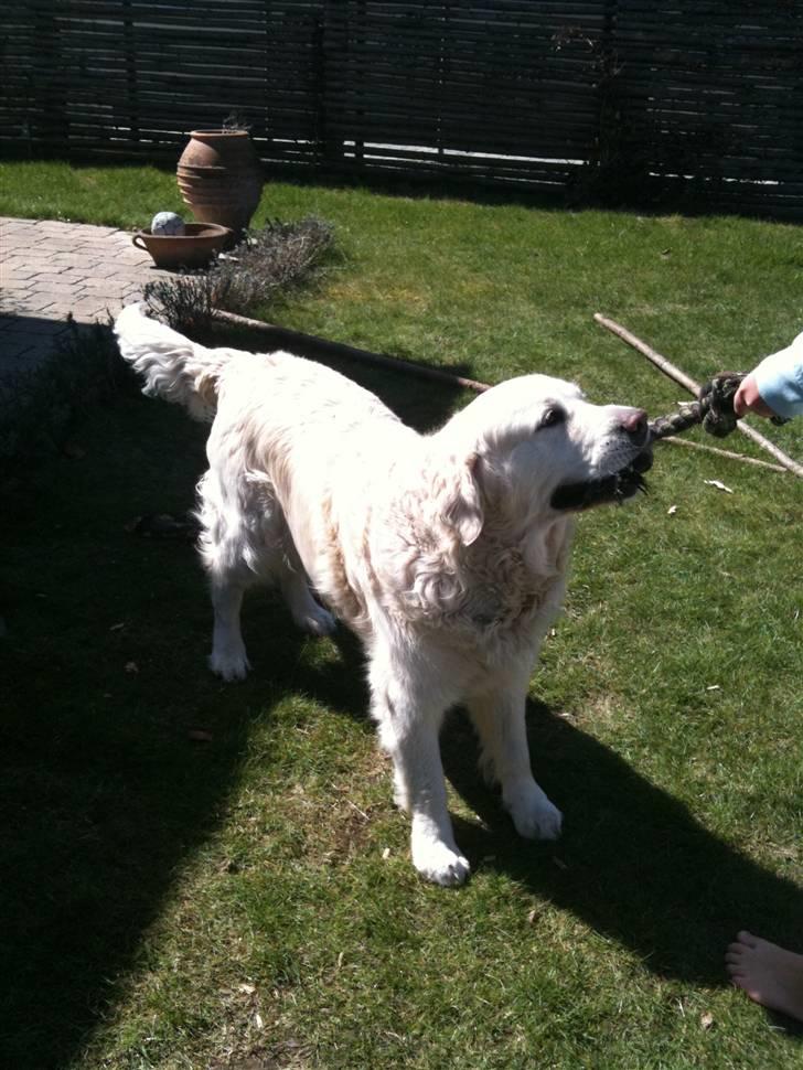 Golden retriever Simba billede 15