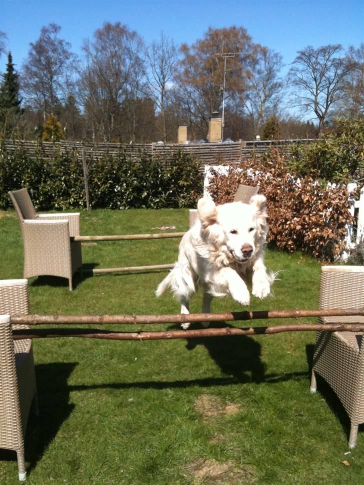 Golden retriever Simba billede 17