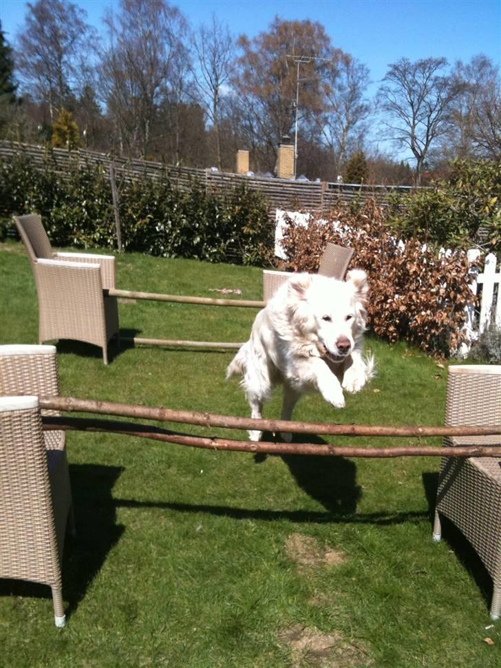 Golden retriever Simba billede 18