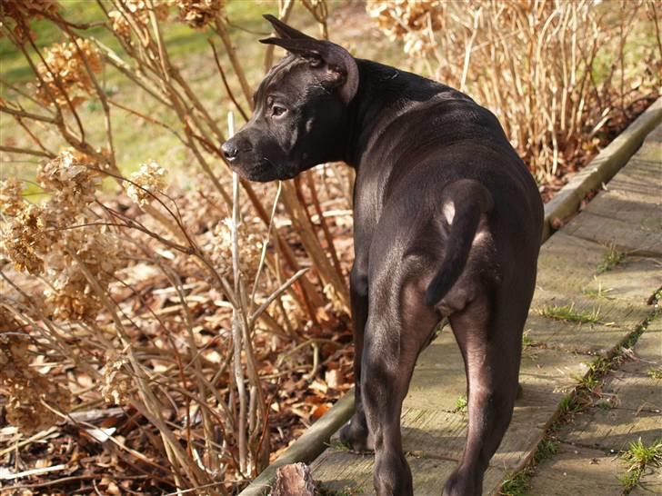 Amerikansk staffordshire terrier Sasha billede 1