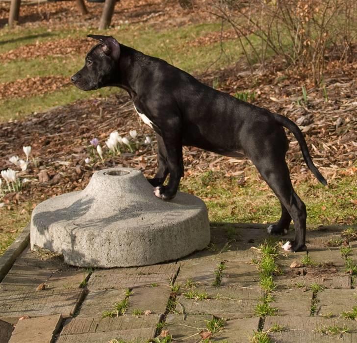 Amerikansk staffordshire terrier Sasha billede 2