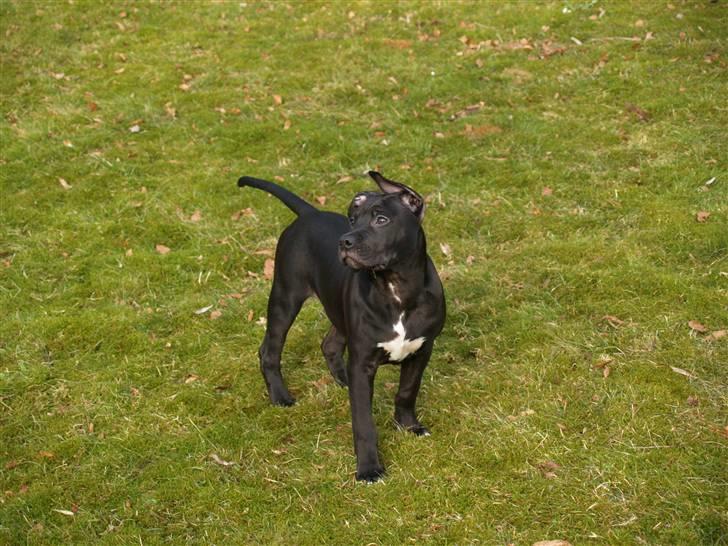 Amerikansk staffordshire terrier Sasha billede 3