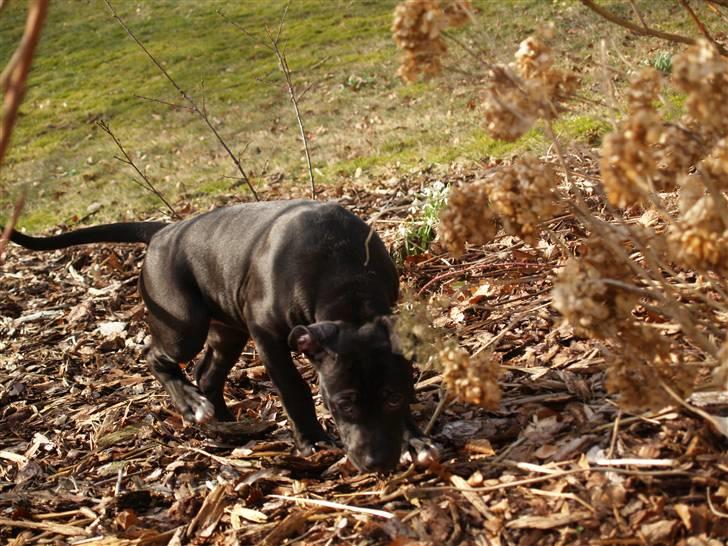 Amerikansk staffordshire terrier Sasha billede 4