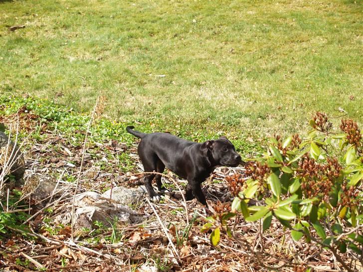 Amerikansk staffordshire terrier Sasha billede 5