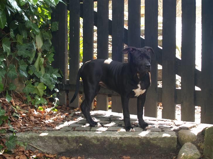 Amerikansk staffordshire terrier Sasha billede 6