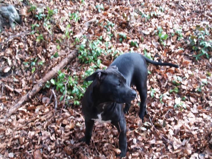 Amerikansk staffordshire terrier Sasha billede 7