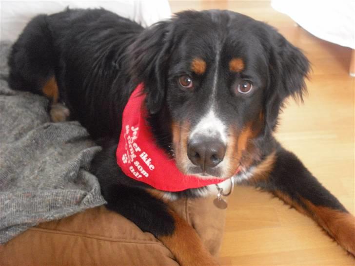 Berner sennenhund Samson - Samson<33 billede 1