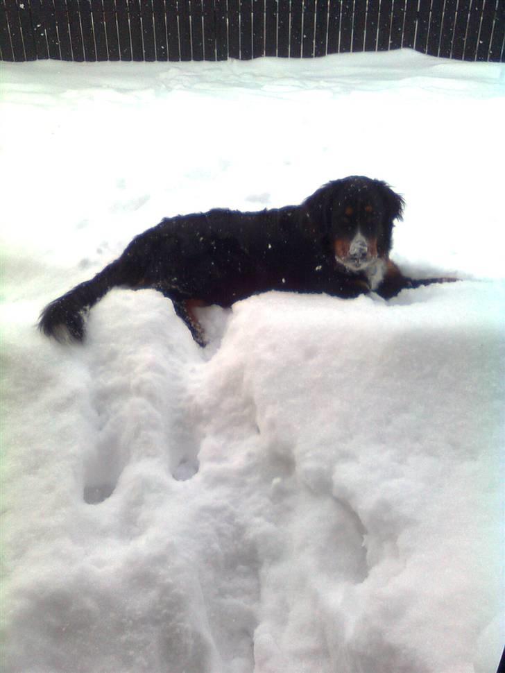 Berner sennenhund Samson - Ihh jeg elsker sne! :D billede 2