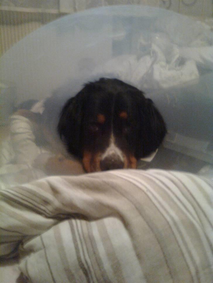 Berner sennenhund Samson - Samson med lampeskærm på, da han fik syet sin pote :( billede 3