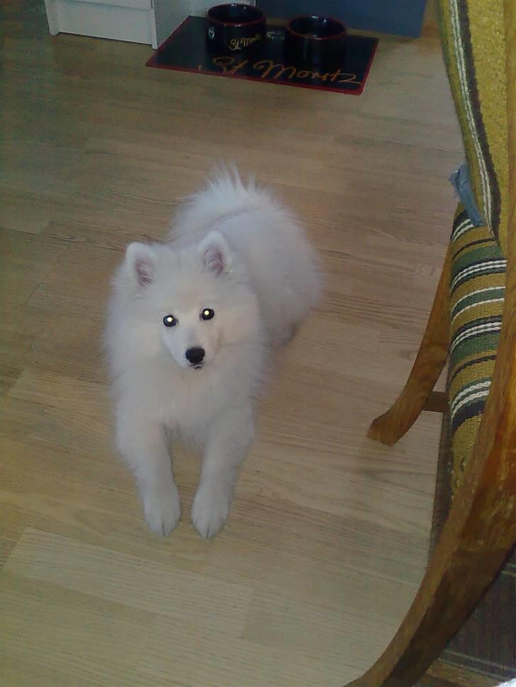 Japansk spids chaki billede 1