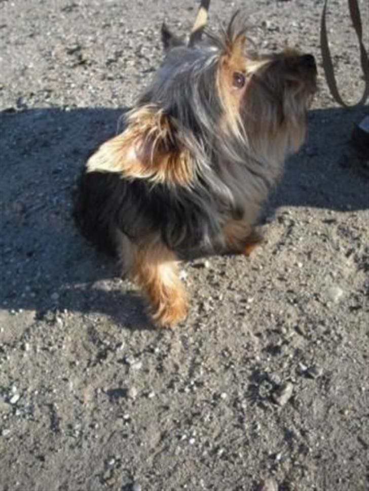 Yorkshire terrier Geo billede 6