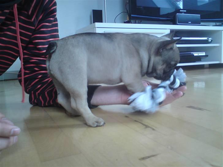 Fransk bulldog Leopold billede 3