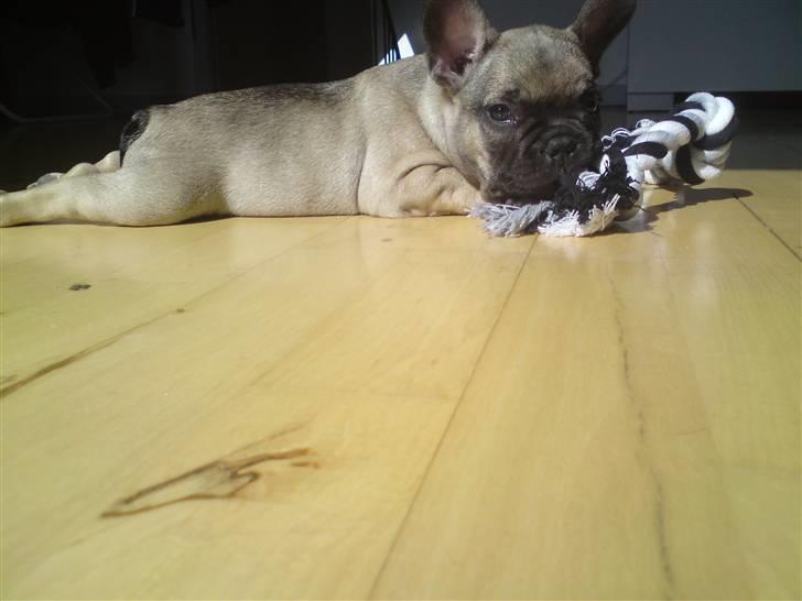 Fransk bulldog Leopold billede 4