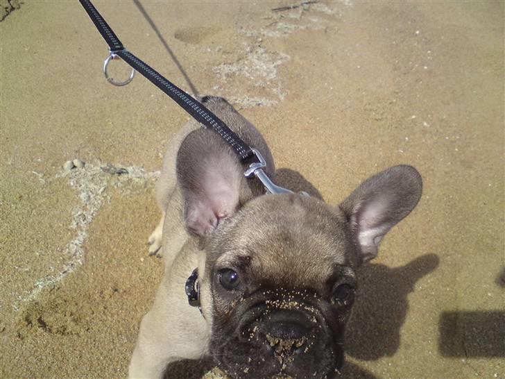 Fransk bulldog Leopold billede 5