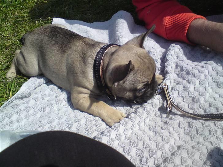 Fransk bulldog Leopold billede 6