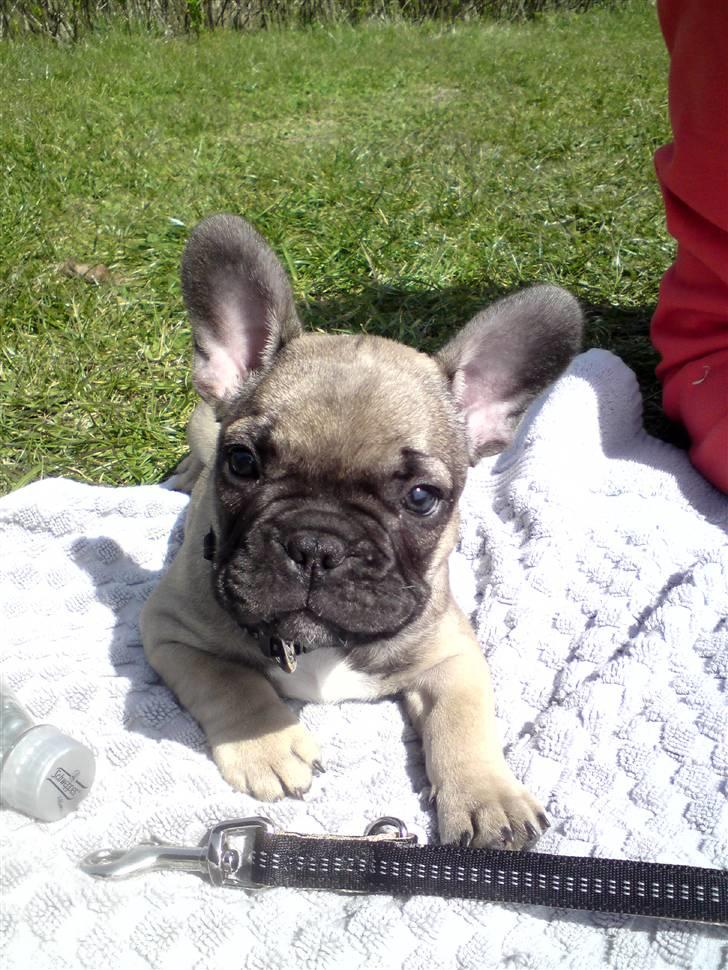 Fransk bulldog Leopold billede 7