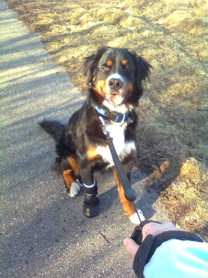 Berner sennenhund Samson - Ude på en gåtur :) billede 4