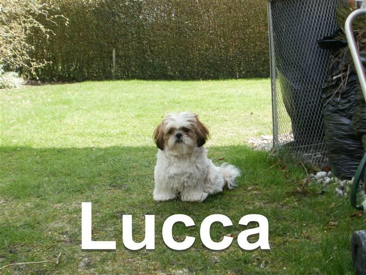 Shih tzu Lucca - Lucca i haven, 8 mdr. billede 9