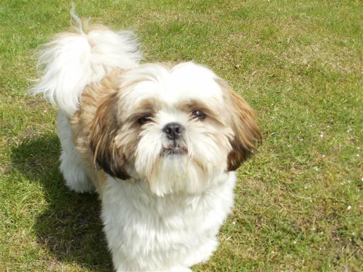 Shih tzu Lucca - Tak fordi i kiggede på min profil! billede 10