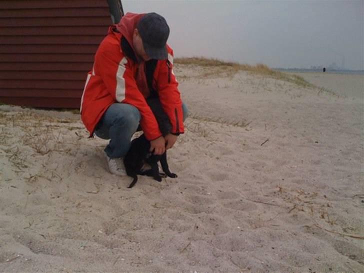 Blanding af racer schæfer,lab,hønse ..Nila  billede 3