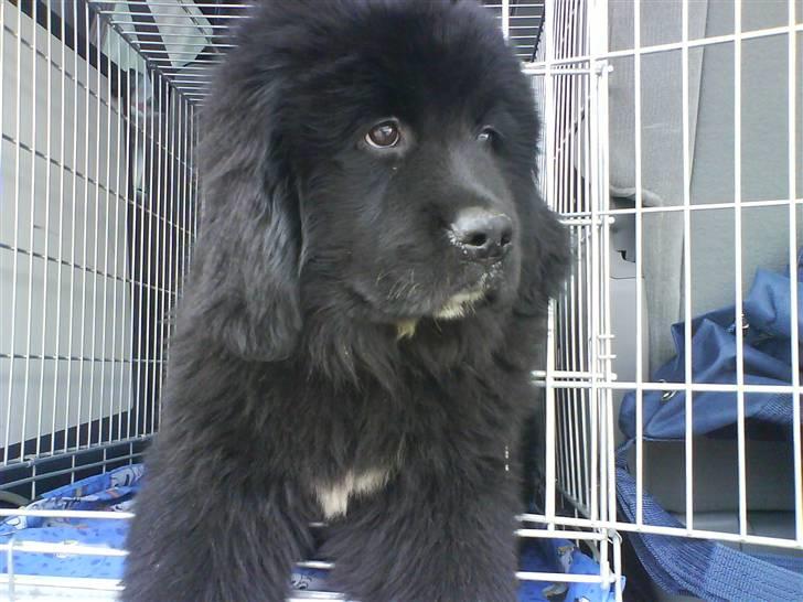 Newfoundlænder Zelda - Her har vi lige hentet hende, og hun skal lige sidde i buret og kigge lidt :) billede 1